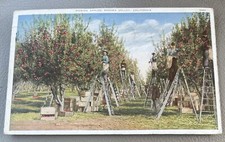 Apple orchard harvest for sale  Oroville