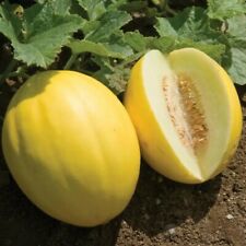 Canary yellow melon for sale  Rockville