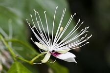 Kapernstrauch capparis spinosa gebraucht kaufen  Bayreuth