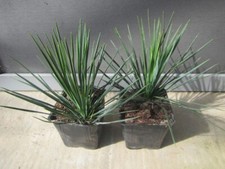 Yucca linearifolia greenfin gebraucht kaufen  Wuppertal