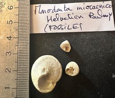 Collection fossile coquillage d'occasion  Champigny-sur-Marne