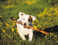 Postcard jack russel gebraucht kaufen  Parkstein