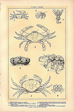 1902 antique print for sale  Wichita