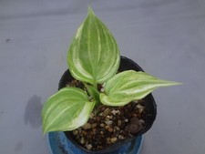 Hosta longipes kikoushi d'occasion  Expédié en Belgium
