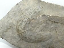 Minéraux collection fossile d'occasion  Lagnieu
