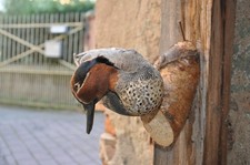 Krickente ente präparat gebraucht kaufen  Hirschberg