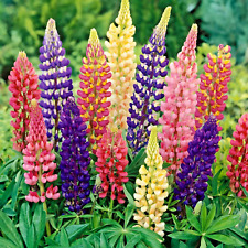 Lupin russell hybrids for sale  NORTHWICH