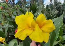 Banana punch canna for sale  Cleveland