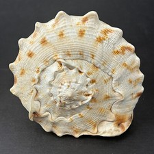Horned helmet seashell for sale  Omaha