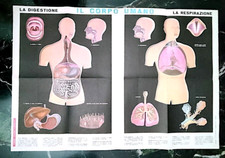 poster corpo umano usato poster corpo umano usato Genova