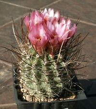 Sclerocactus schleseri 1015 usato  Spedire a Italy