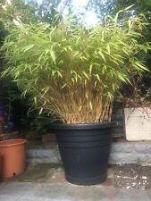 Bamboo plant large for sale  GLOUCESTER