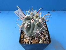 Ancistrocactus mathsonii l25 for sale  BIRMINGHAM