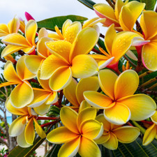 Bright yellow plumeria for sale  Ravensdale
