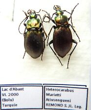 Carabus heterocarabus marietti d'occasion  Le Havre-
