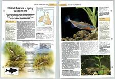 Sticklebacks coarse know for sale  SLEAFORD
