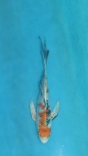 Butterfly yamata nishiki for sale  Estill