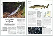 Rare giant sturgeon for sale  SLEAFORD