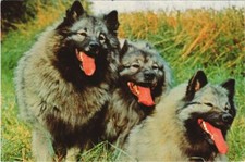 Cpa spitz loup d'occasion  Expédié en France