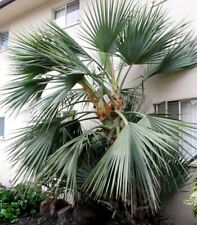 Nannorrhops ritchiana mazaripa gebraucht kaufen  Heinsberg