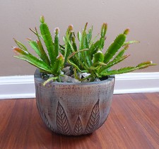 Cactus succulent plants for sale  Indianapolis