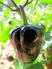Chilhuacle Negro-Raro Chocolate Hot Pepper, usado comprar usado  Enviando para Brazil