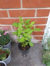 Dahlia plant 13cm for sale  SOUTHAMPTON