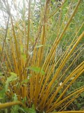 Boutures bio osier d'occasion  Quimper