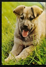 schaferhund gebraucht kaufen schaferhund gebraucht kaufen Sondershausen