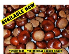 Conkers horse chestnut for sale  PONTYPOOL