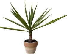 Yucca elephantipes tronchetto usato  Italia