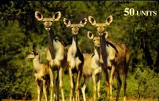 conoscere gli animali usato  La Morra