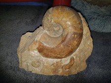 Fossilien ammonit nautilid gebraucht kaufen  Berlin