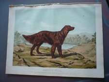 Gravure 1883 chien d'occasion  Paris XI