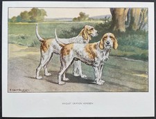 Briquet griffon vendéen d'occasion Briquet griffon vendéen d'occasion  Limoges-