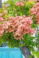 Chinese flame tree for sale  Canton