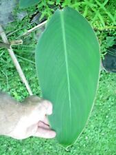 12 HARDY THALIA SEEDS - THALIA DEALBATA comprar usado  Enviando para Brazil