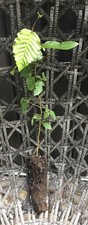 Hornbeam hedging carpinus for sale  ST. NEOTS