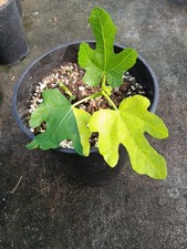 Ficus carica jolly d'occasion  Basse-Goulaine