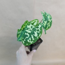 Alocasia hilo beauty for sale  Woodland Hills