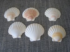 Schöne jakobsmuscheln muschel gebraucht kaufen Schöne jakobsmuscheln muschel gebraucht kaufen  Kehl