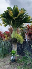 Dwarf areca catechu for sale  Pepeekeo
