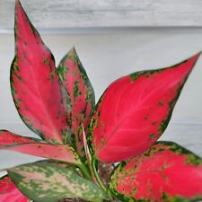 Aglaonema china red for sale  Reseda