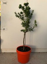 Pianta albero chinotto usato  Altamura
