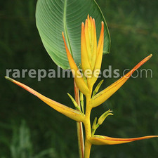 Heliconia latispatha tropische gebraucht kaufen  Mannheim