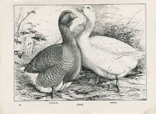 Poultry toulouse embden for sale  COLEFORD