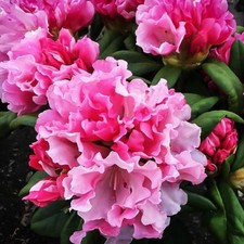 Yaku prince rhododendron for sale  Mobile