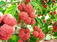Mandarin melon berry for sale  Saint Augustine