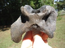 Excellent deer atlas for sale  Tallahassee