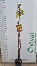 Pianta lampone giallo usato  Altamura